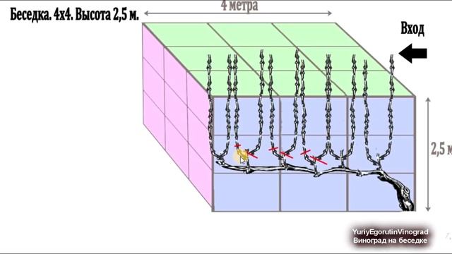 ? Формировка и обрезка винограда для беседки, арки или перголы.