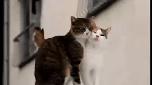 Руслан Набиев   поцелуями тает