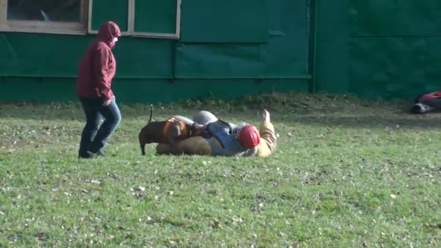 Питбуль атакует. pit bull