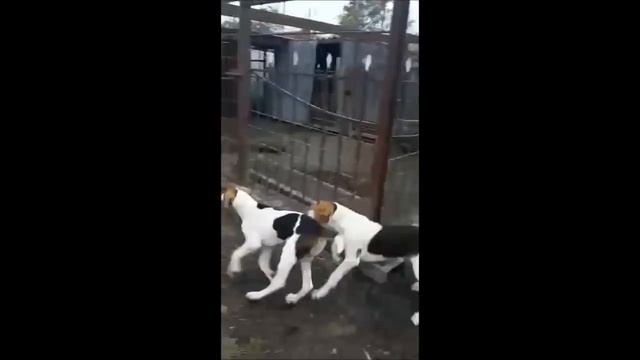 Охота на кабана с гончими заводчика Небобова В А