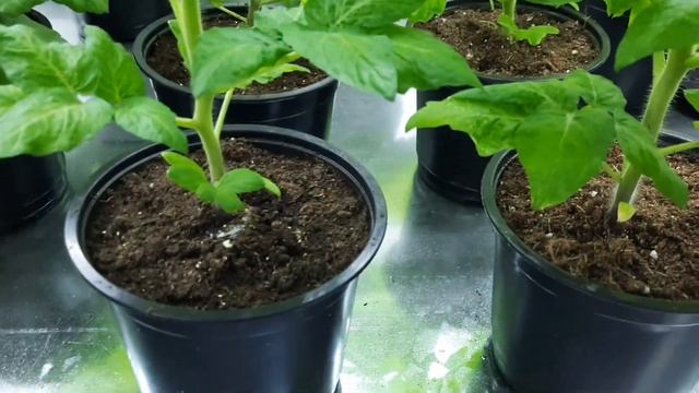 Грунт ип Ткаченко или синий Агробалт . Что лучше ? Сравнение.