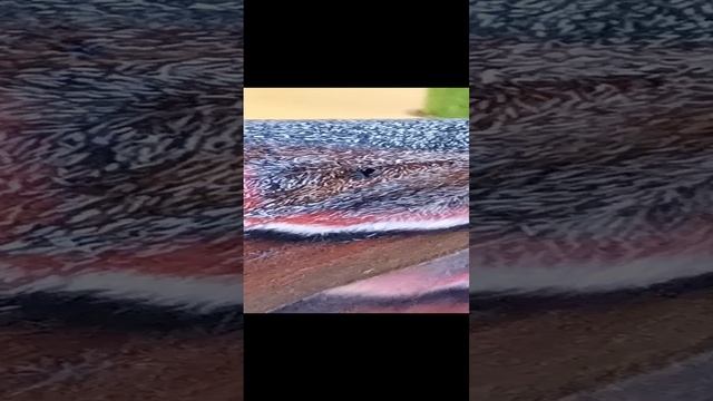 Аттакус Атлас