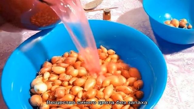 Обработка лука перед посадкой под зиму