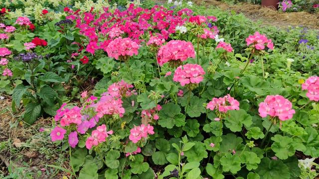 КАК ПРАВИЛЬНО ВЫСАДИТЬ ПЕЛАРГОНИЮ В ОТКРЫТЫЙ ГРУНТ!