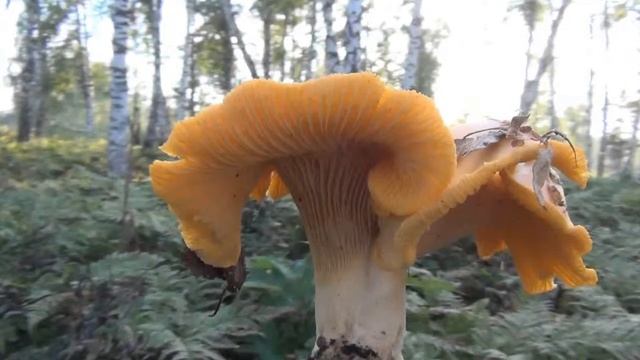 Вот почему грибы лисички не бывают червивыми