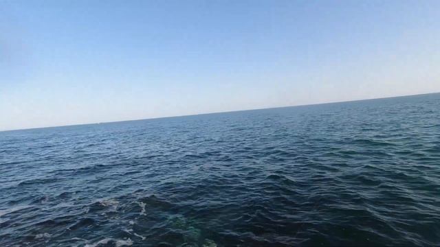 Сарган в конце октября на пилькер. Жара 31 градус! Ловля саргана. Снасть на саргана.#сарган