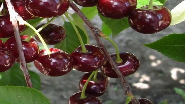 : Лучшие сорта вишни. Самая крупная и сладкая вишня