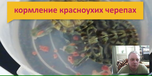 Как кормить  красноухих черепах в домашних условиях