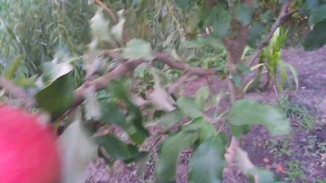 Яблоня сорт зимний Эвелина