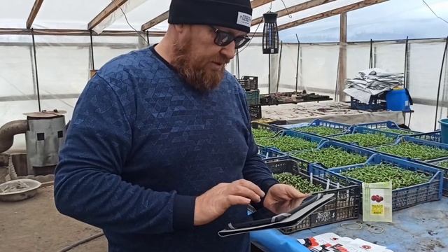 Знакомство с Минами Сидс. Перспективные гибриды томата и огурца.