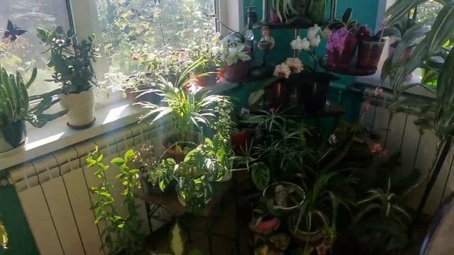 Комнатные цветы в интерьере. Мои изменения.