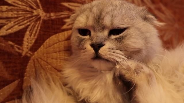 КУКЛА LOL БЕЗ ГОЛОВЫ против ЖИВОГО ЧЕРВЯ! СЛАДУНУ НЕ НУЖНЫ ИГРУШКИ