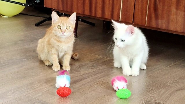 Очаровательные котята играют красными и зелеными  мячиками.
