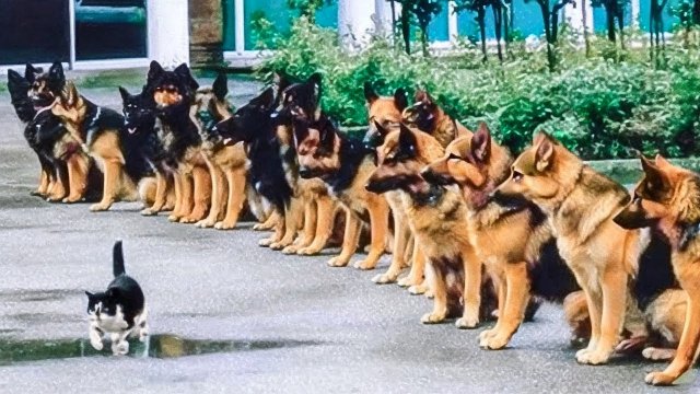 РАЗМЕР НЕ ИМЕЕТ ЗНАЧЕНИЯ, КОГДА ХАРАКТЕР БЕРЕТ ВЕРХ