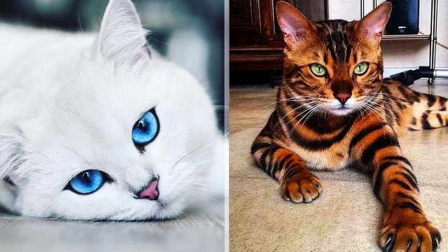 Восхитительные необыкновенные красивые породы кошек в мире.