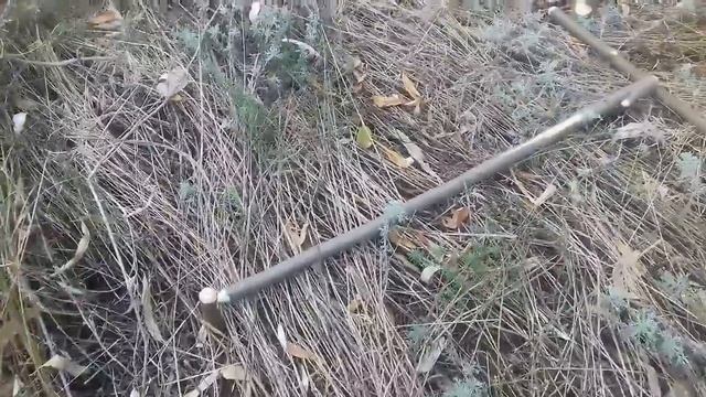 Ловлю фазана петлей.
