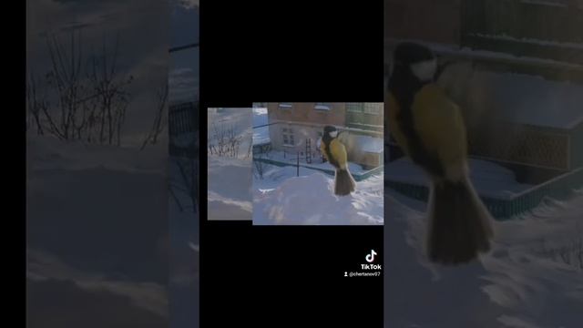 животный мир