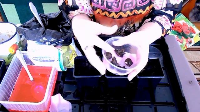 Анемоны (ветреница) - посадка клубней