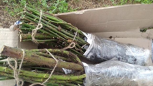 Саженцы Роз из питомника Вдохновение Тольятти.