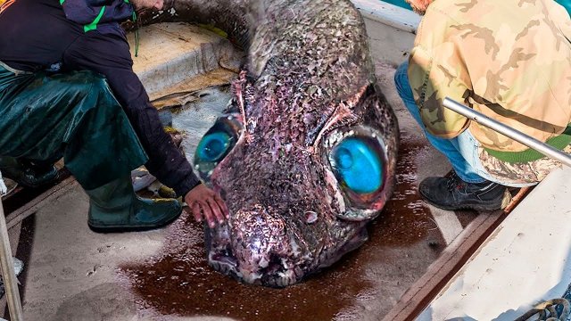 Нечто Странное Попало в Сеть! Рыбаки Испугались, Когда Увидели Это Существо