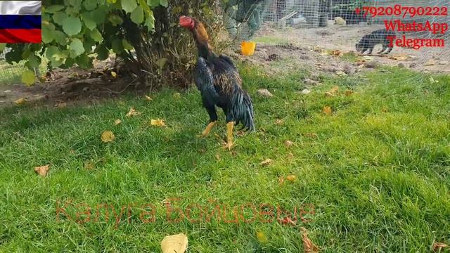 Петух Калуги Бойцовые уехал в Казахстан ?