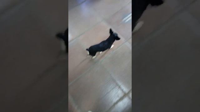 Анчоус и покупки
