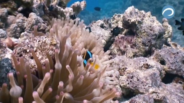 Flora and fauna of the Red Sea. Флора и фауна  Красного моря .