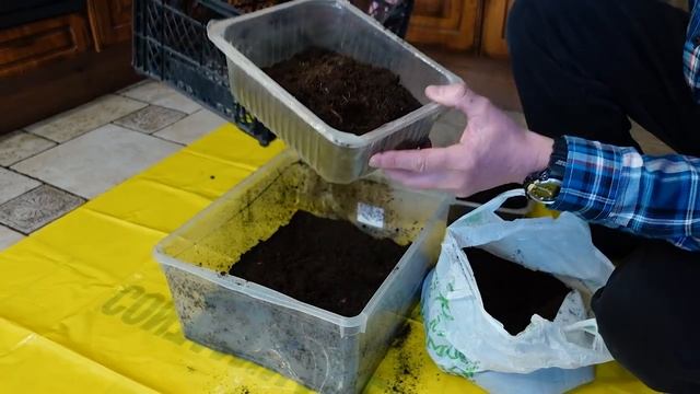 Шикарные рододендроны из семян