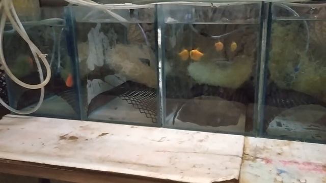 Разведение тернеций ГЛО! Какую воду им готовим?