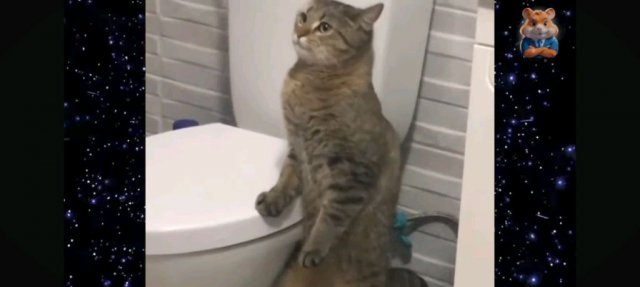 гении́