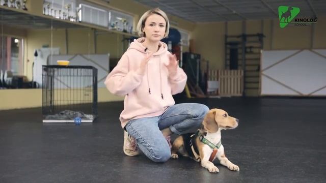 Что делать если щенок кусается и надо его отучать? Дрессировка собак с Антониной Зимаревой.