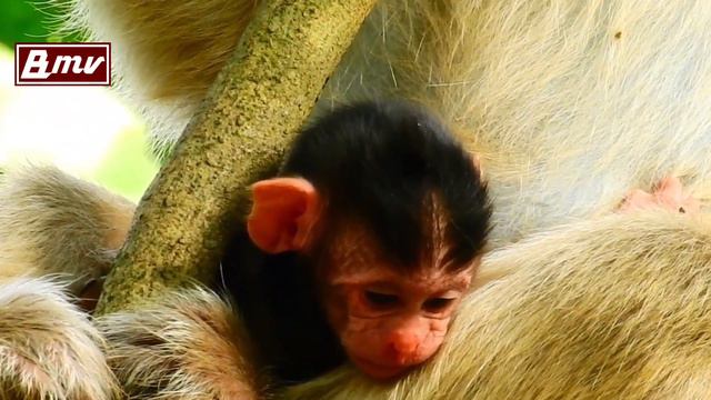 産まれたての悲しい猿の赤ちゃん：ハエが舞う  / monpai monyet サル 猿 悲劇 小ザル