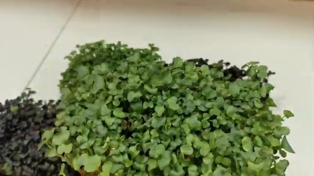 ЗА СКОЛЬКО ПРОДАВАТЬ МИКРОЗЕЛЕНЬ - БИЗНЕС НА МИКРОЗЕЛЕНИ 2022 - КАК ЗАРАБОТАТЬ ДОМА - ОГОРОД НА ОКН