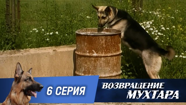 «Возвращение Мухтара»: «Мат в три хода» (1 сезон. 6 серия)