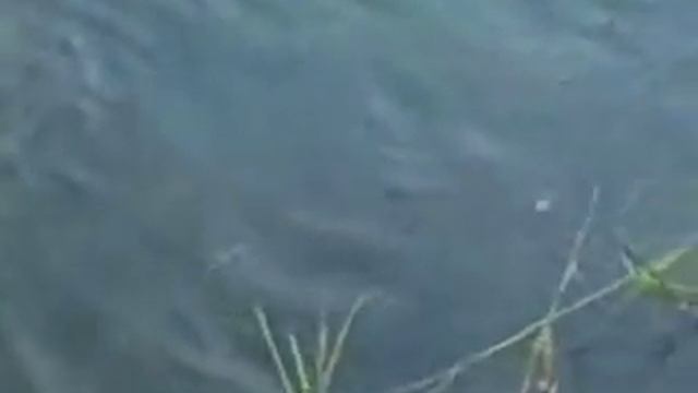 Рыбалка на тайменя | Видео рыбалки на трофейного тайменя | Русская рыбалка в Сибири