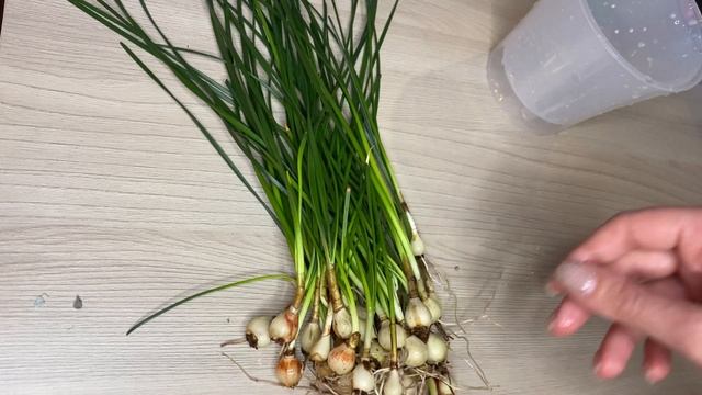 Пересадка Зефирантеса // Zephyranthes Replant // Цветы с "Авито"