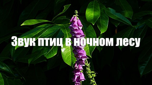 Природа. Лес. Ночь. Звук птиц в ночном лесу для отдыха