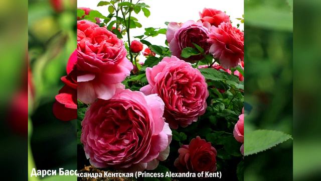 Сорта роз Д.Остина, которые долго держат цветок. Часть первая.