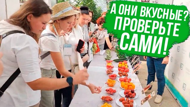Вы будете поражены вкусом! Самые вкусные сорта и гибриды томатов и огурцов.