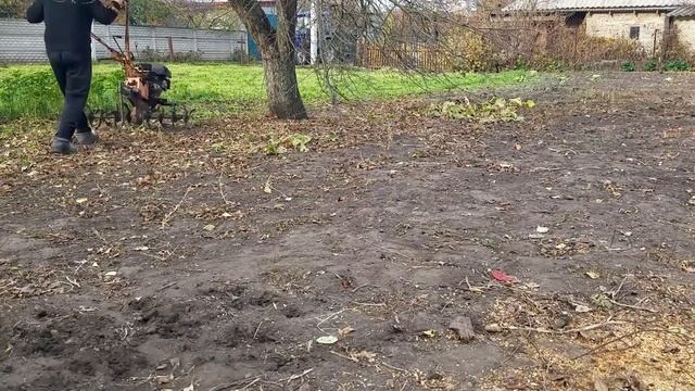 Косить или не косить горчицу на сидераты