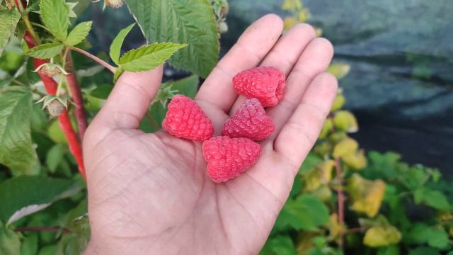 Малина Оптима. Поздний сорт от Berry Plant.