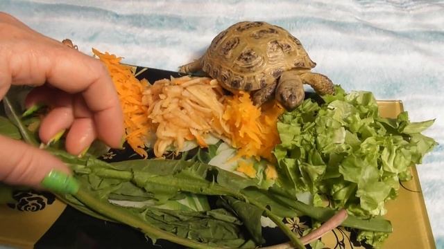 Кормление сухопутной черепахи/ Эксперимент/ Нужен совет