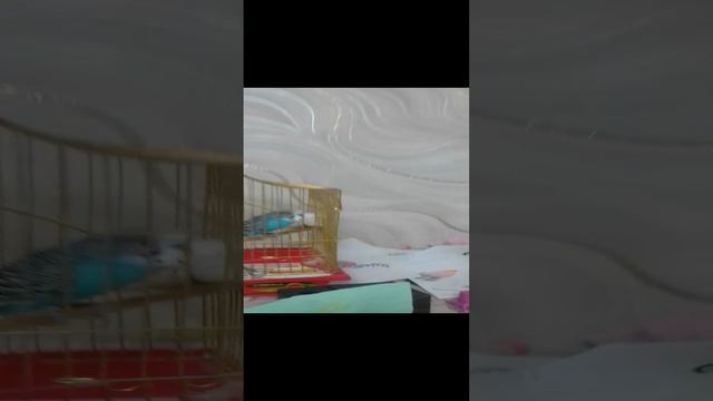 мои питомцы