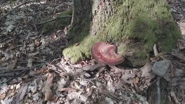 Гриб - ПЕЧЁНОЧНИЦА, или ТЁЩИН ЯЗЫК! Хороший, вкусный, полезный!