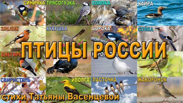 Птицы России, интересные факты.