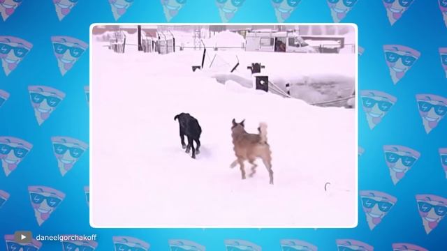 Животные, Которых Спасли в Самый Последний Момент