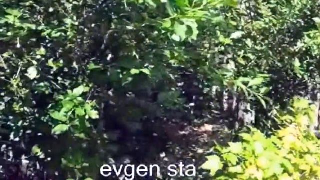 СМОРОДИНА. Если плохо растет.