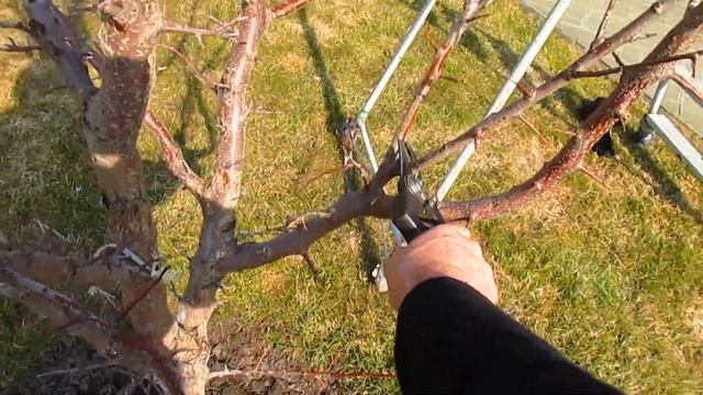 Обрезка молодого абрикоса . Как перейти к чашеобразной форме.