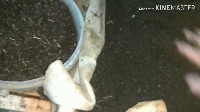 Какое кол-во червя должно быть в ящике,для получения товарного червя в короткие сроки