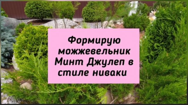 Формирую можжевельник Минт Джулеп в стиле ниваки